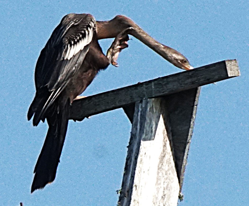 Anhinga - Curtis Makamson