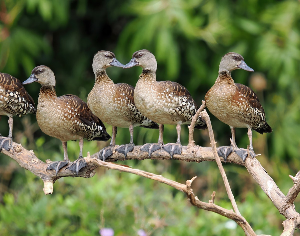 Spotted Whistling-Duck - ML622869508