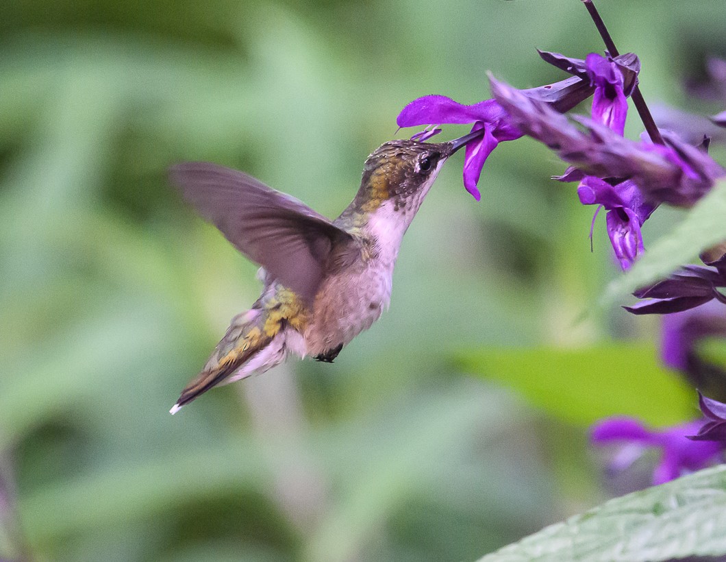 Ruby-throated Hummingbird - Bert Filemyr