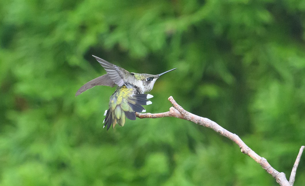 Ruby-throated Hummingbird - Bert Filemyr