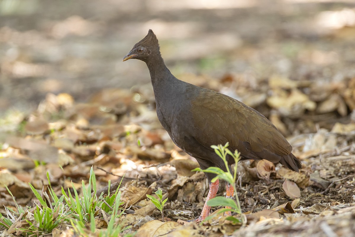 Orange-footed Megapode - ML622869558