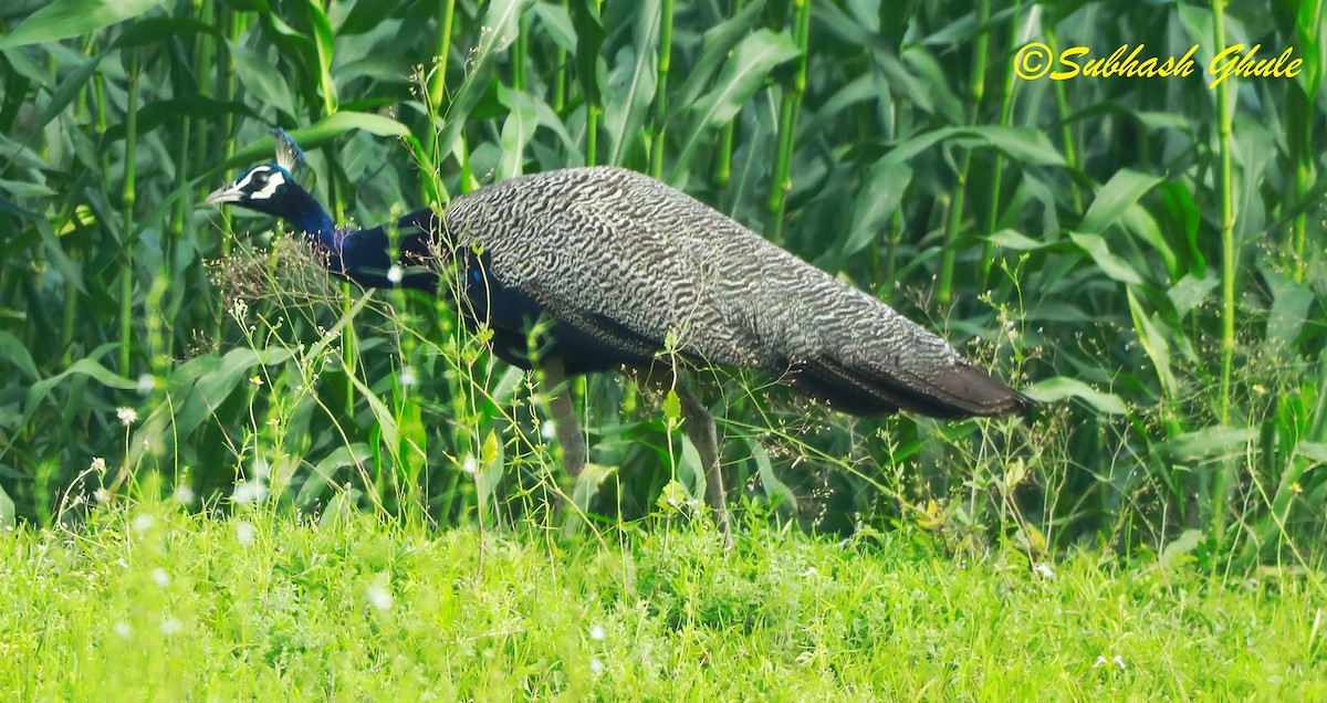 Indian Peafowl - SUBHASH GHULE