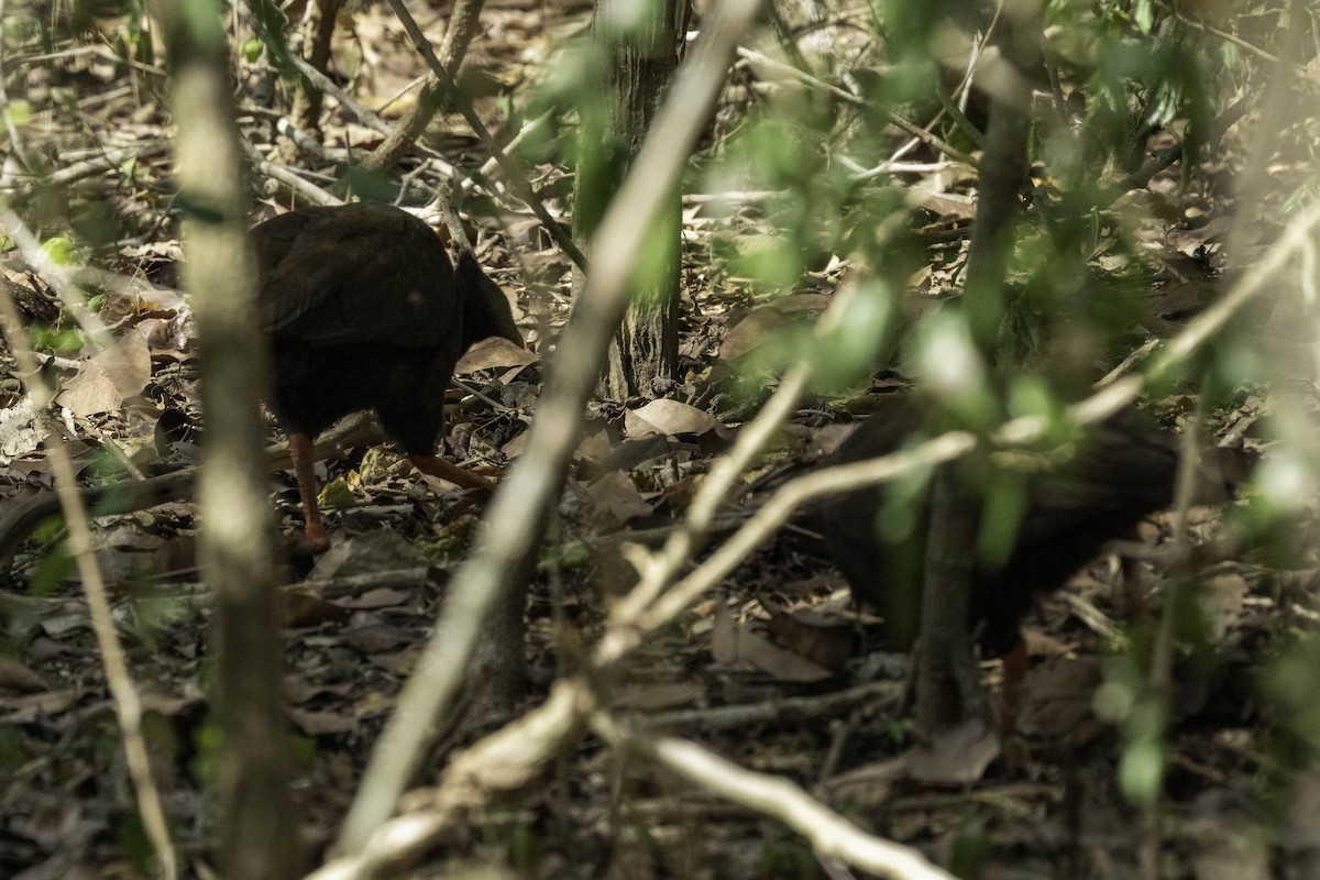 Orange-footed Megapode - ML622869600