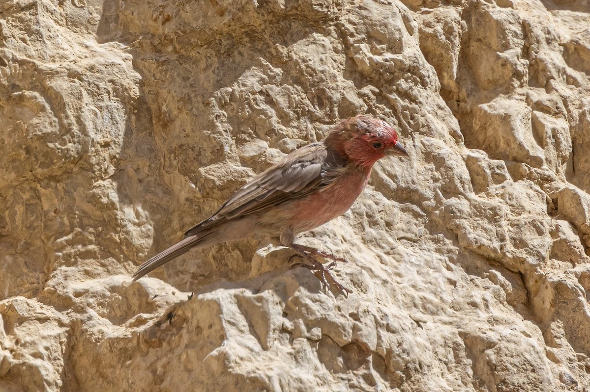 Sinai Rosefinch - ML622869616