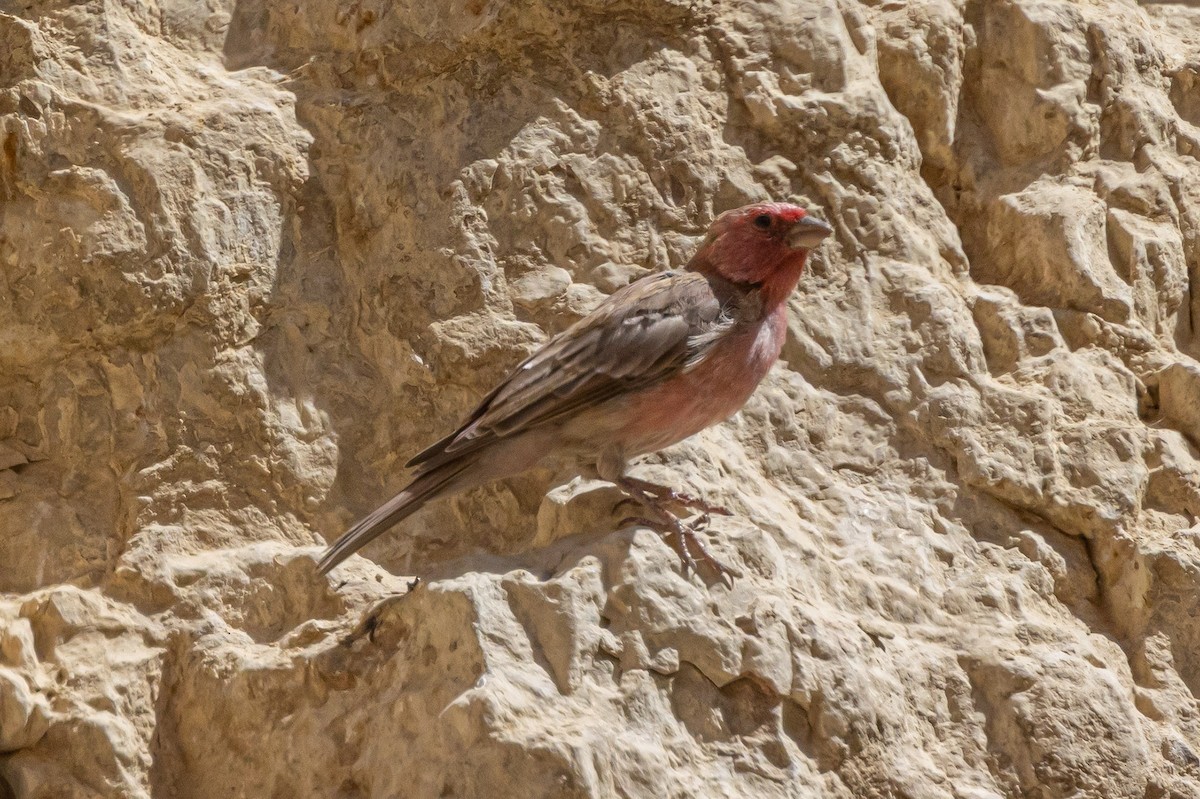 Sinai Rosefinch - ML622869617