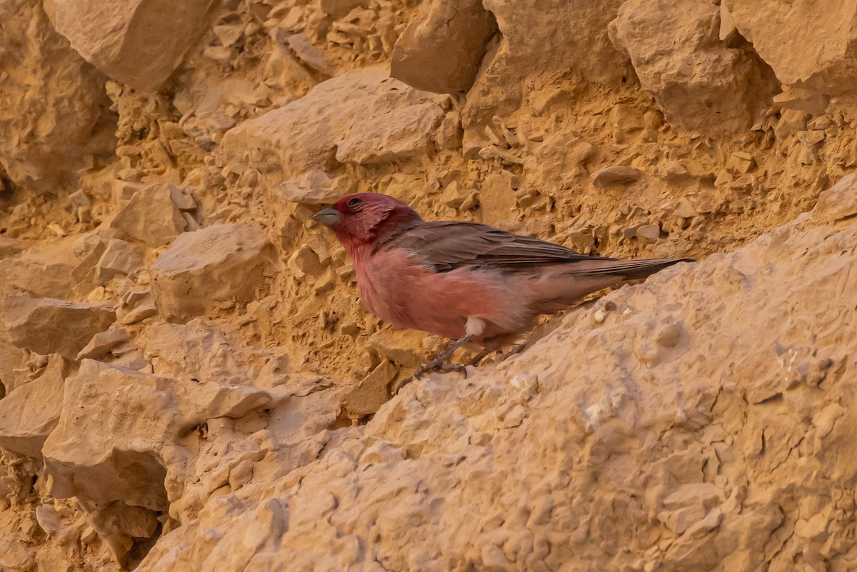 Sinai Rosefinch - ML622869618