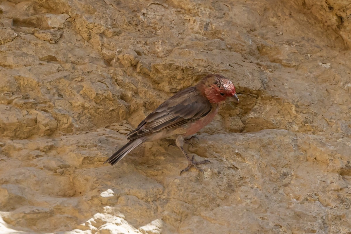 Sinai Rosefinch - Oren Shatz