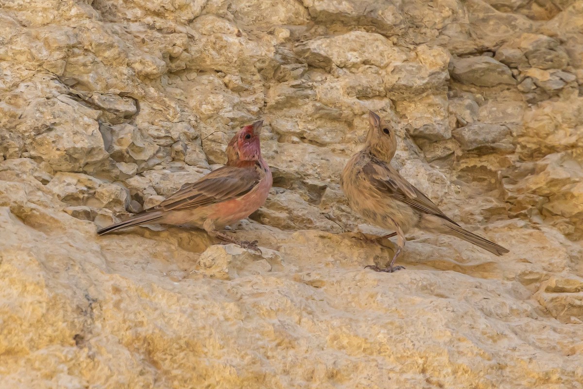 Sinai Rosefinch - ML622869620