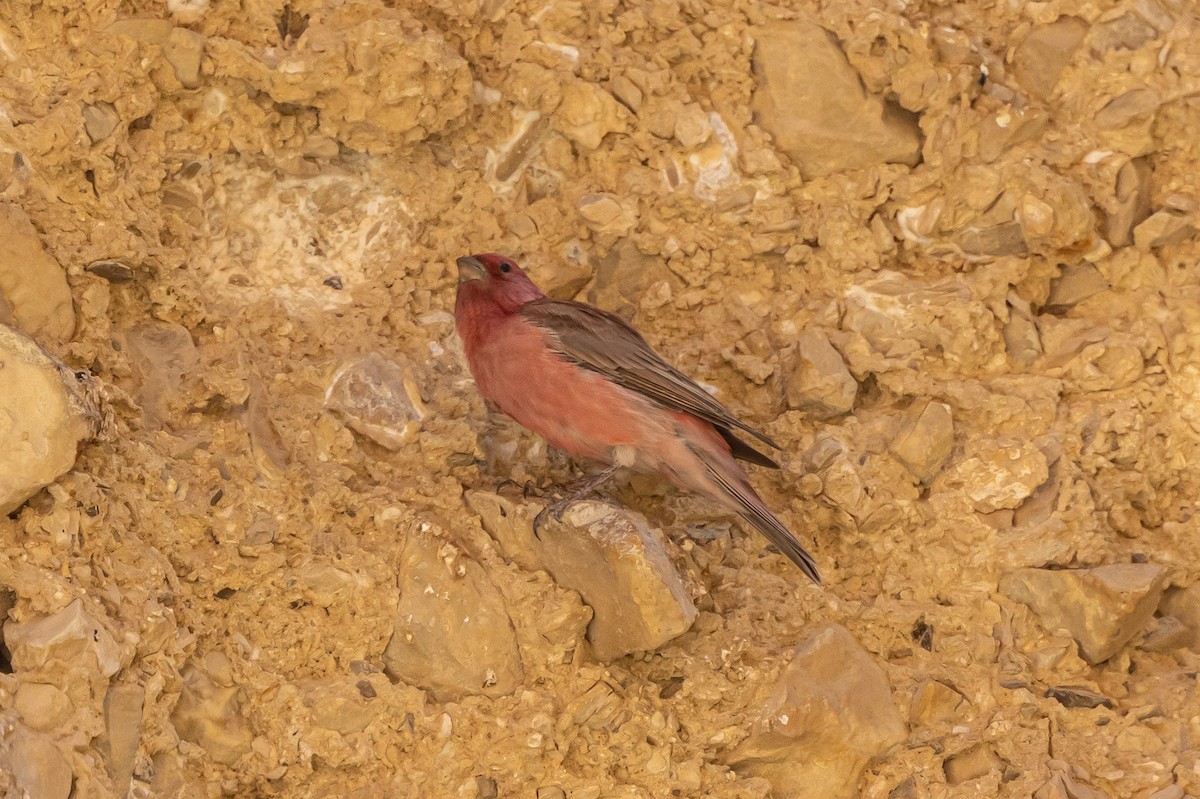 Sinai Rosefinch - ML622869621