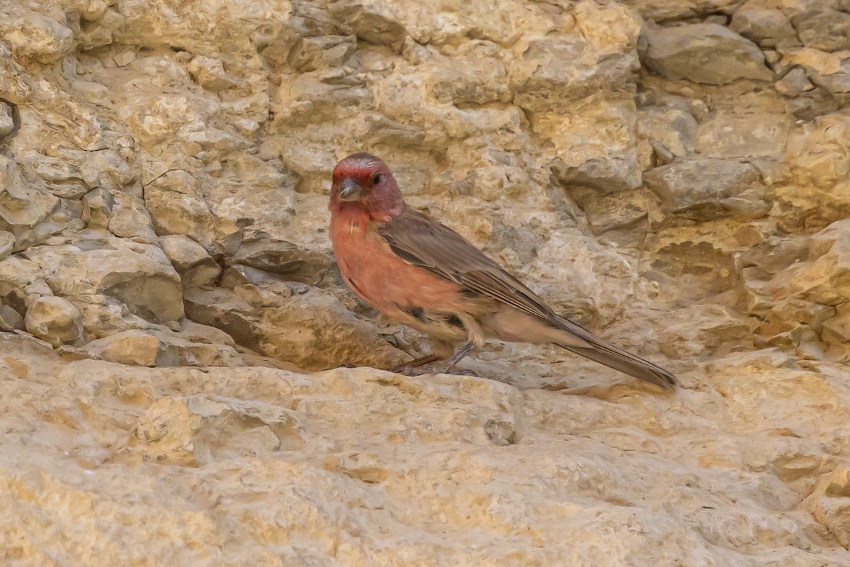 Sinai Rosefinch - ML622869622