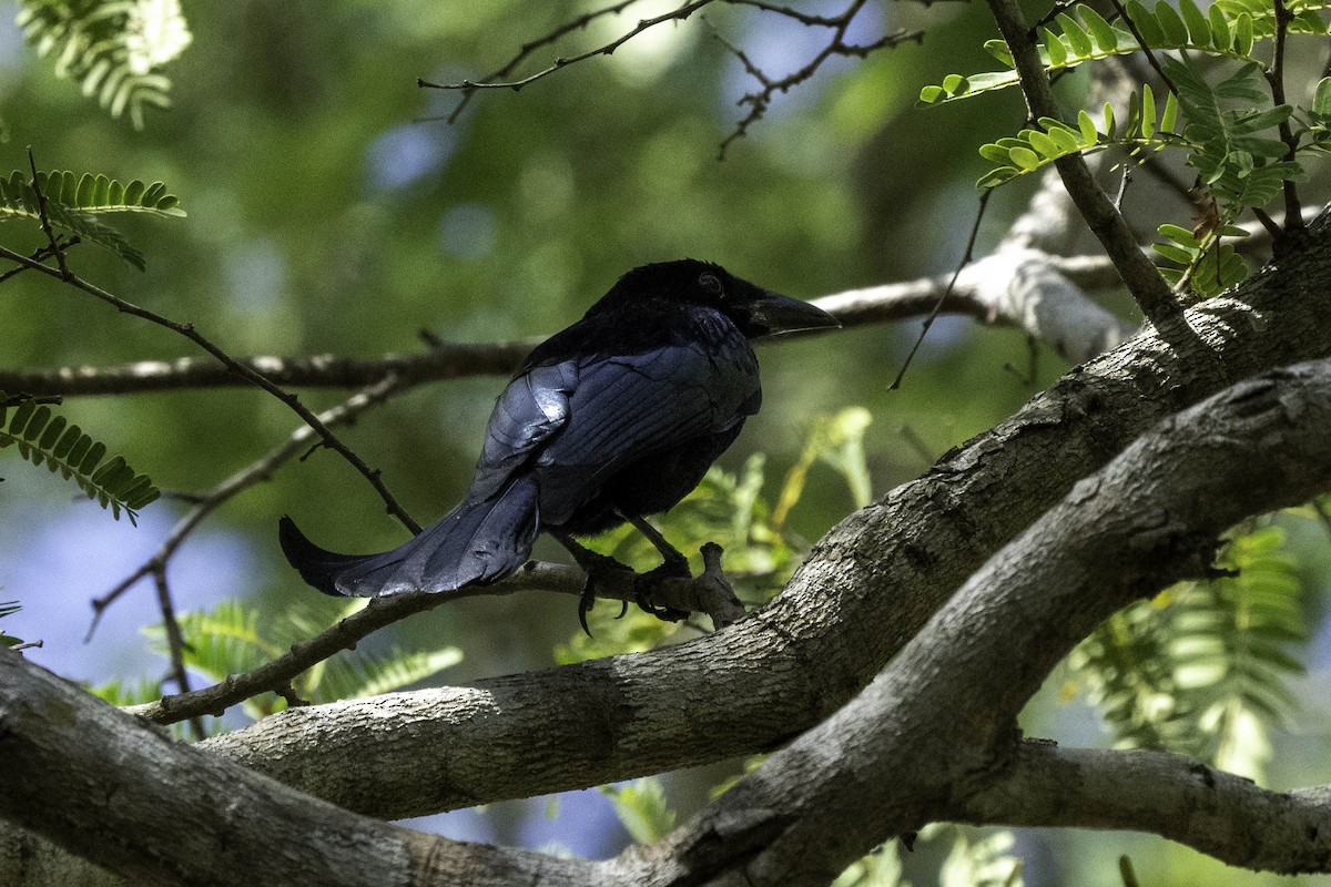 Wallacean Drongo - Holger Schneider