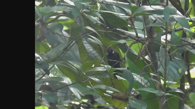 Fluffy-backed Tit-Babbler - ML622869701