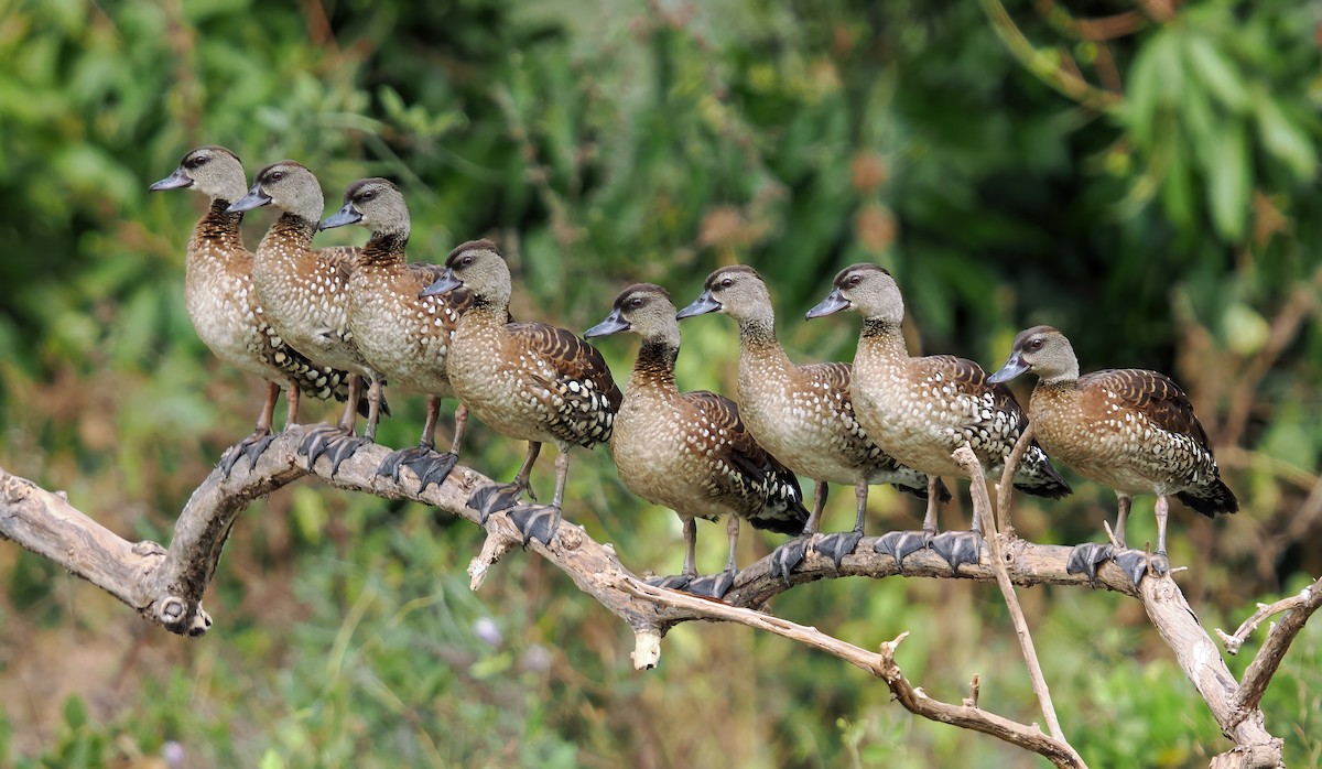 Spotted Whistling-Duck - ML622869702