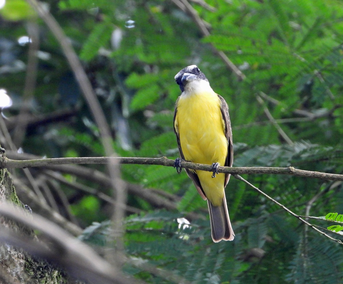 Boat-billed Flycatcher (South American) - Jennifer Coulson