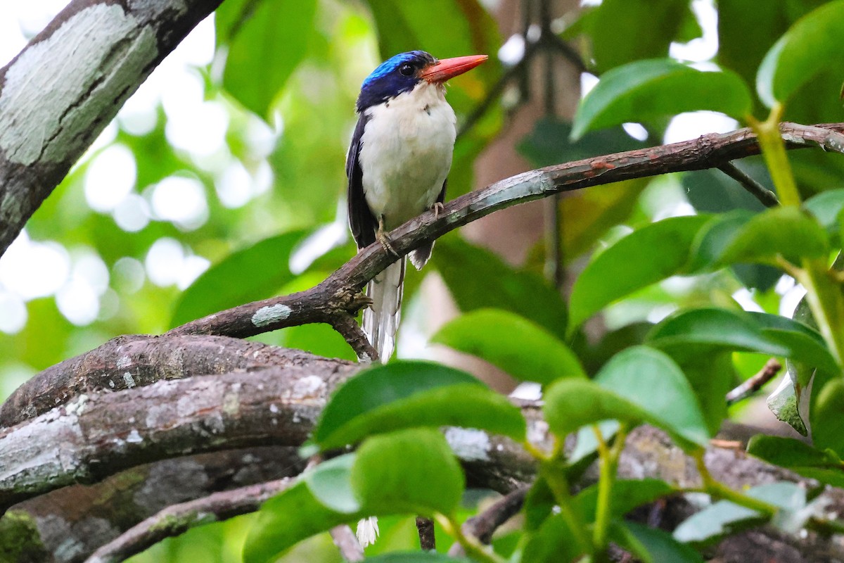 Common Paradise-Kingfisher - ML622869708