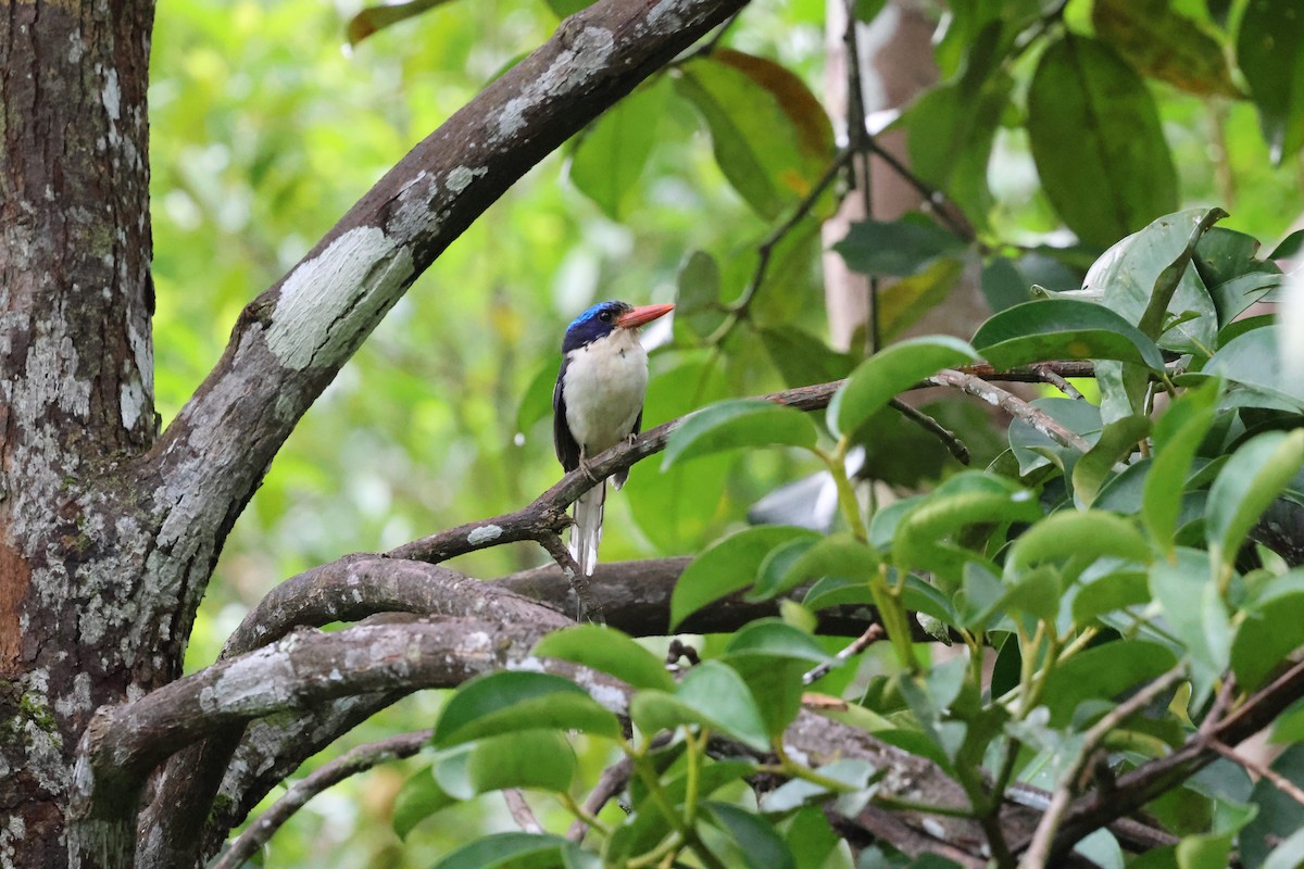 Common Paradise-Kingfisher - ML622869711