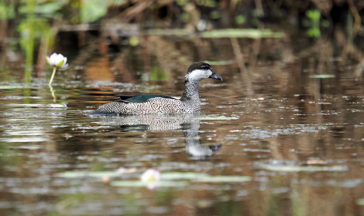 Green Pygmy-Goose - ML622869719