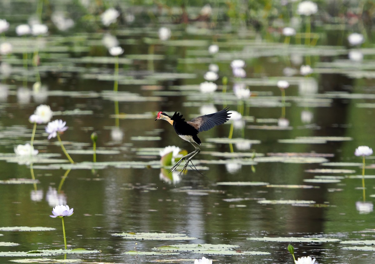 Comb-crested Jacana - ML622869722
