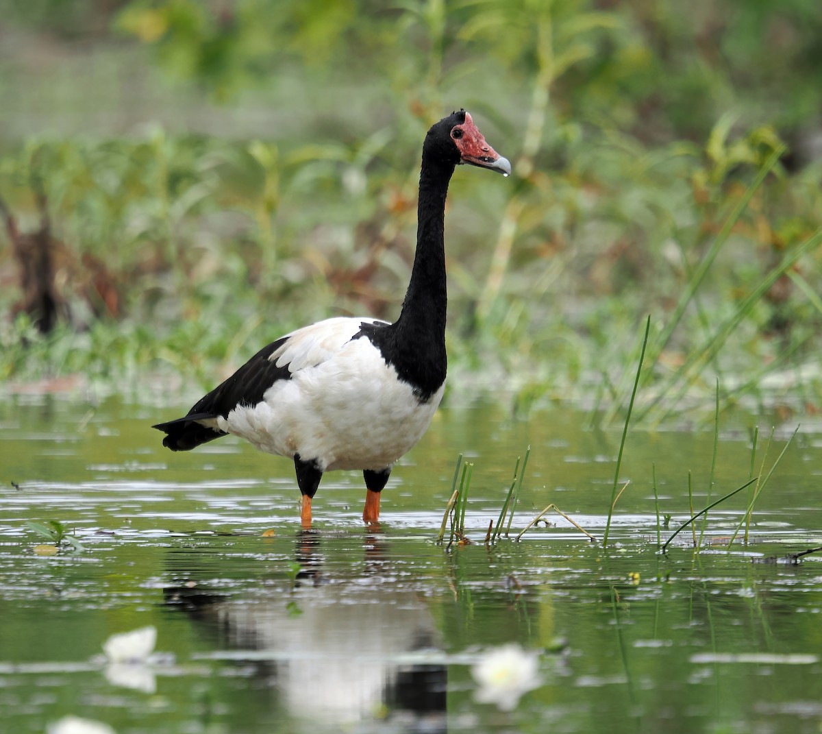 Magpie Goose - ML622869732