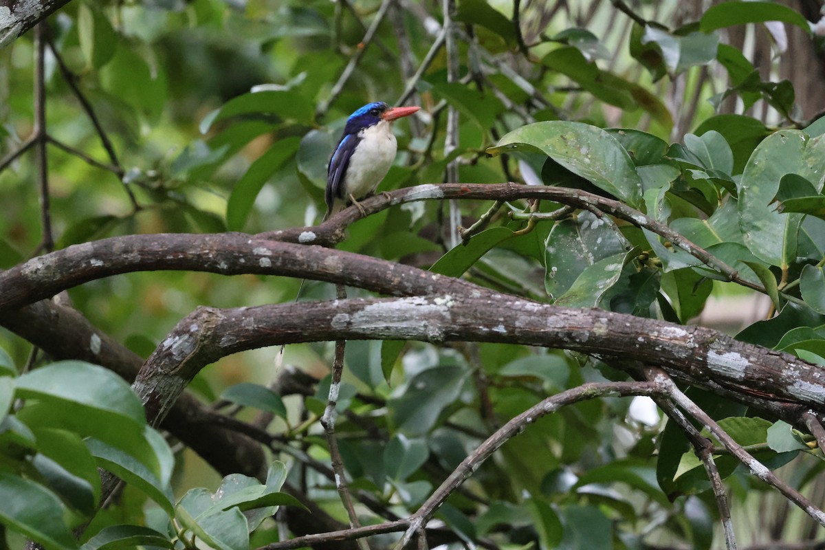 Common Paradise-Kingfisher - ML622869752