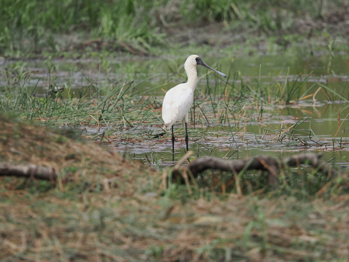 Royal Spoonbill - ML622869757