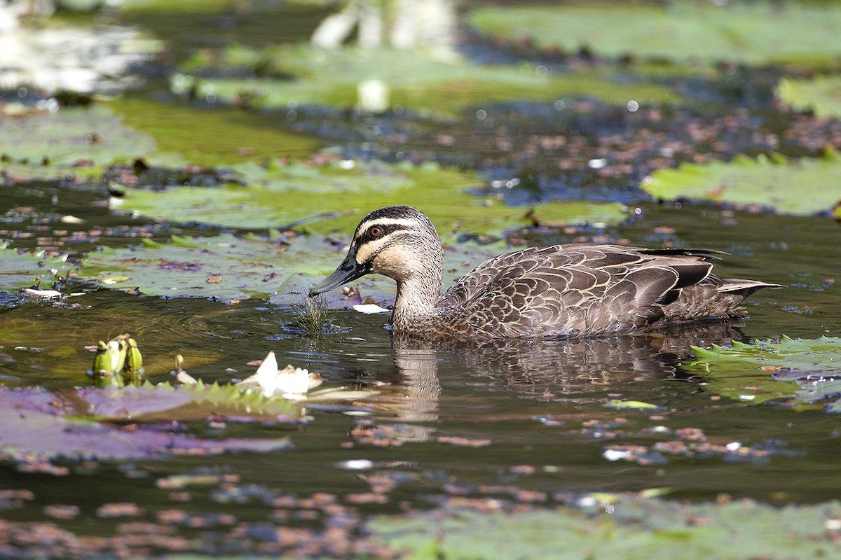 Pacific Black Duck - ML622869758