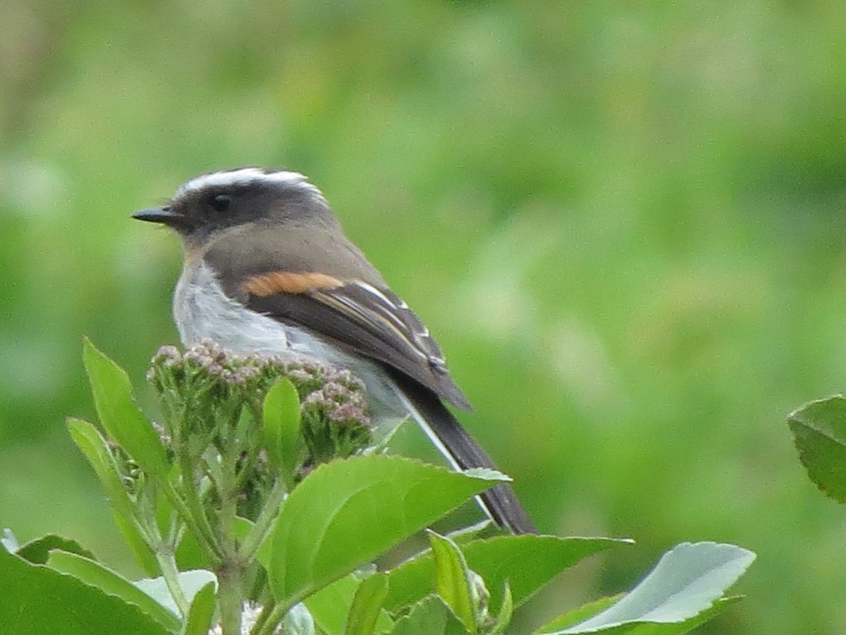 Rufous-breasted Chat-Tyrant - ML622869762