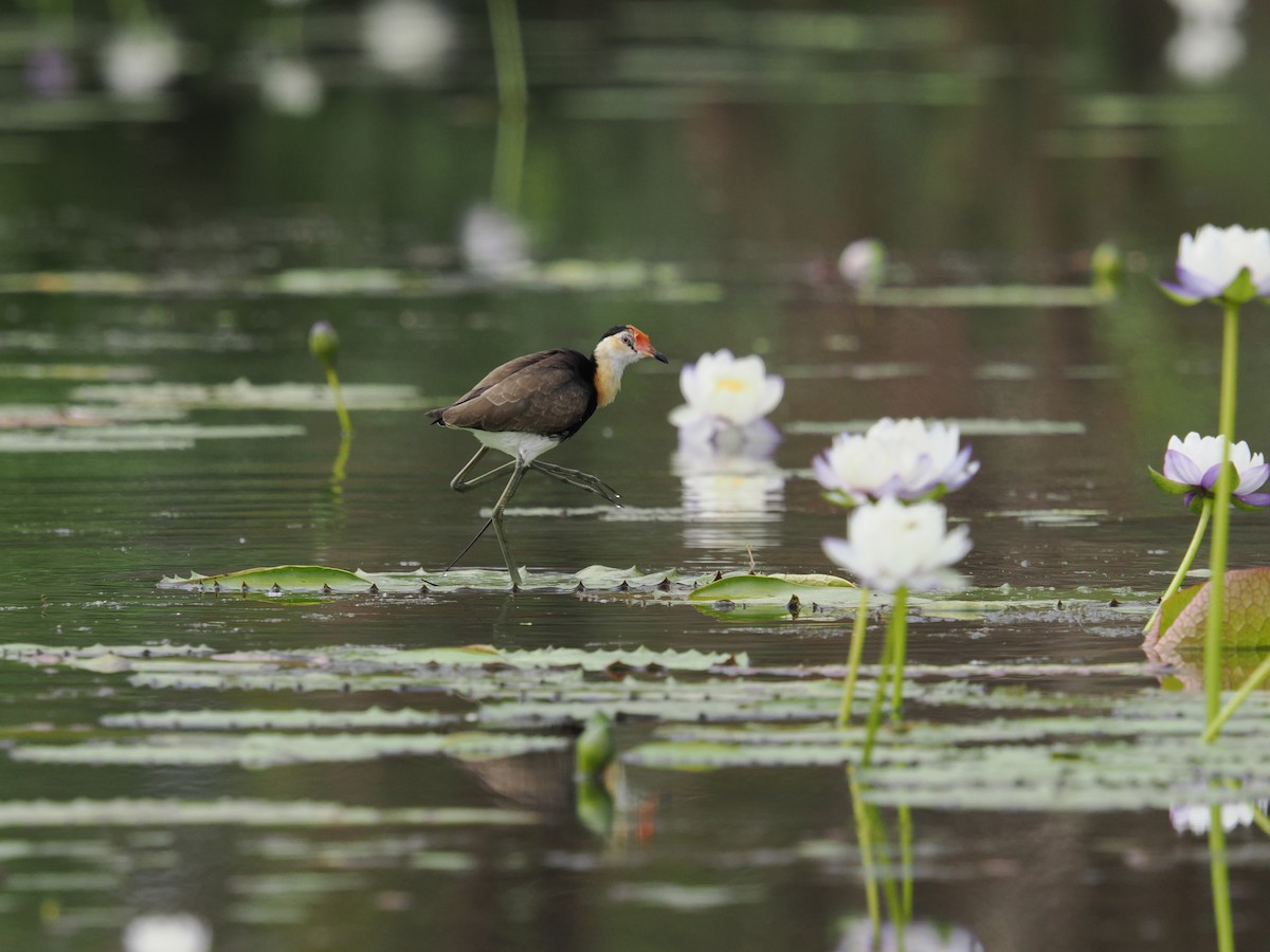 Comb-crested Jacana - ML622869780