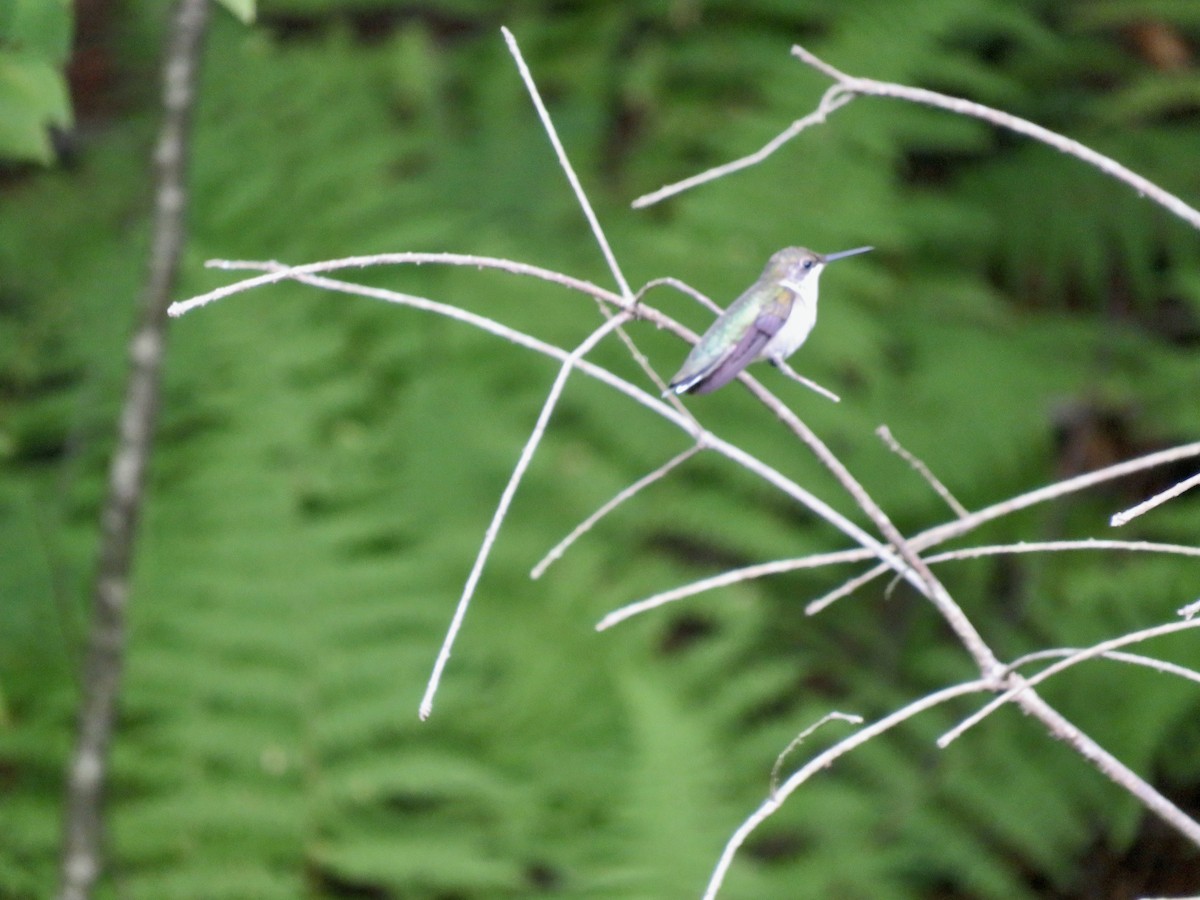 Ruby-throated Hummingbird - scott baldinger