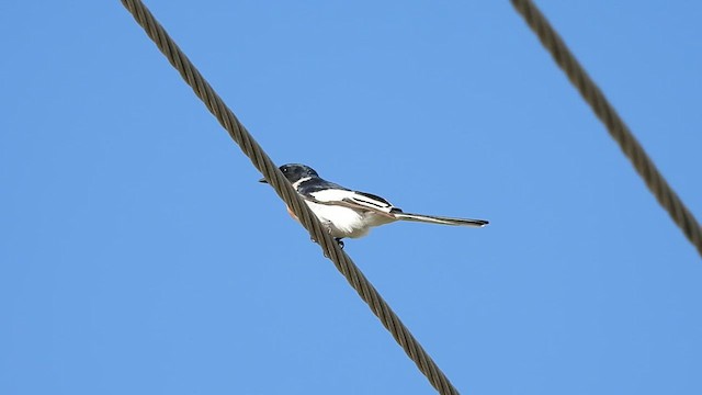 White-bellied Minivet - ML622869913