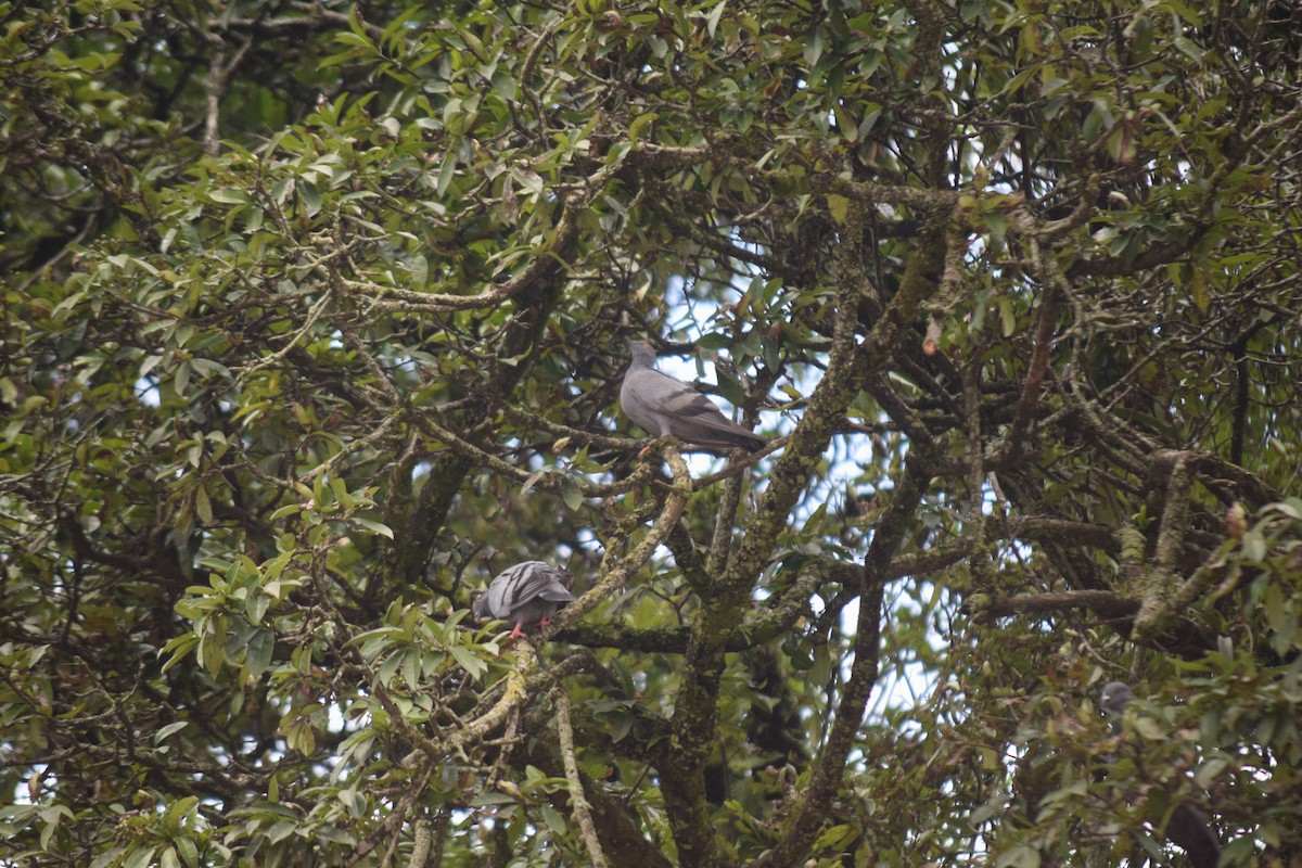 Rock Pigeon (Feral Pigeon) - Rabin Gautam