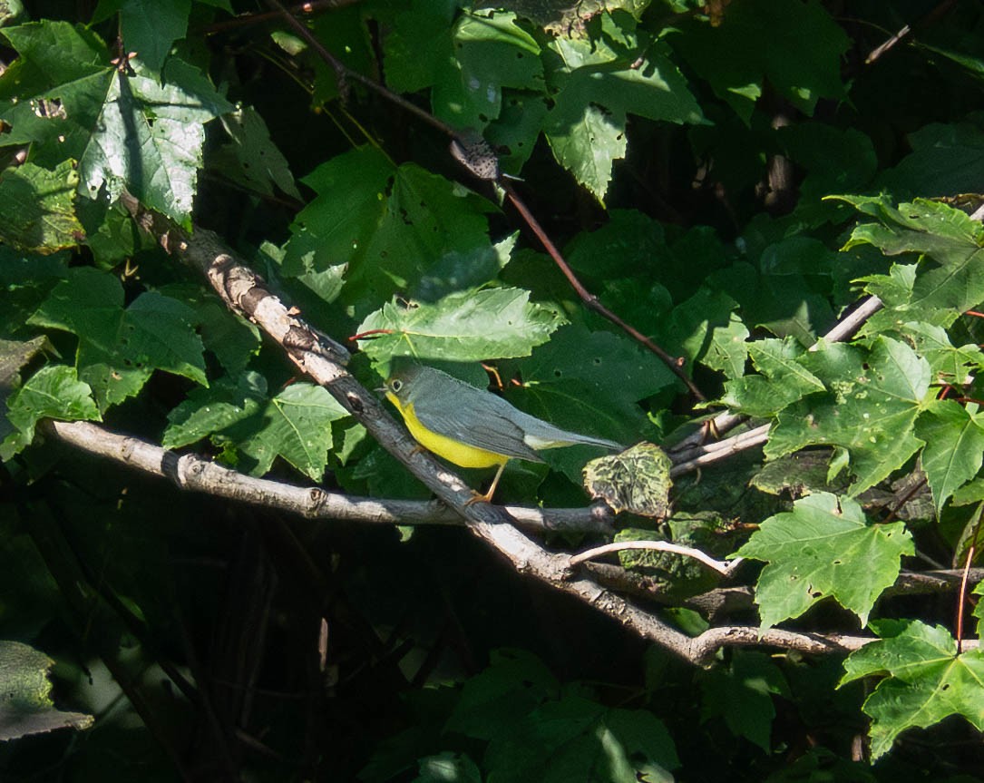 Canada Warbler - ML622869997