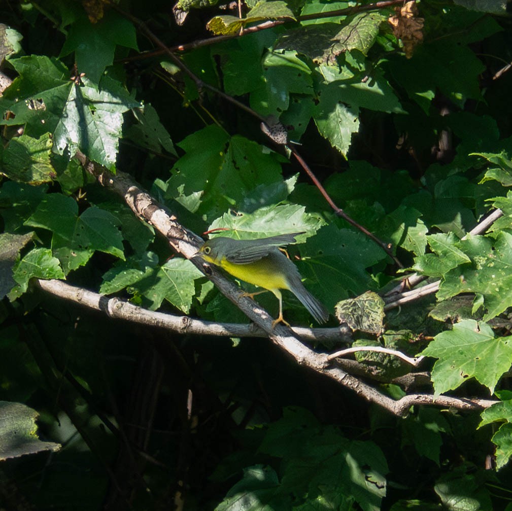 Canada Warbler - ML622869998