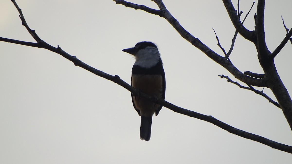 Buff-bellied Puffbird - ML622870093