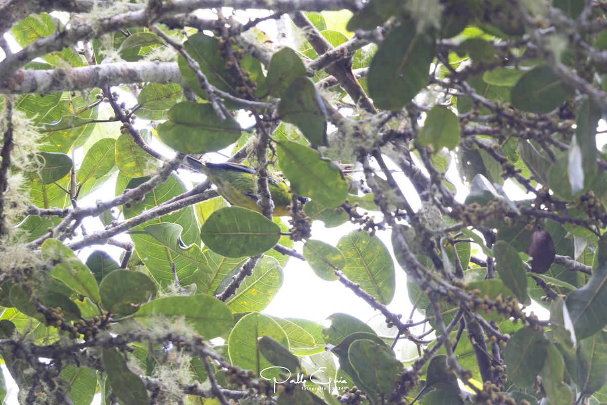 Green-and-gold Tanager - ML622870164