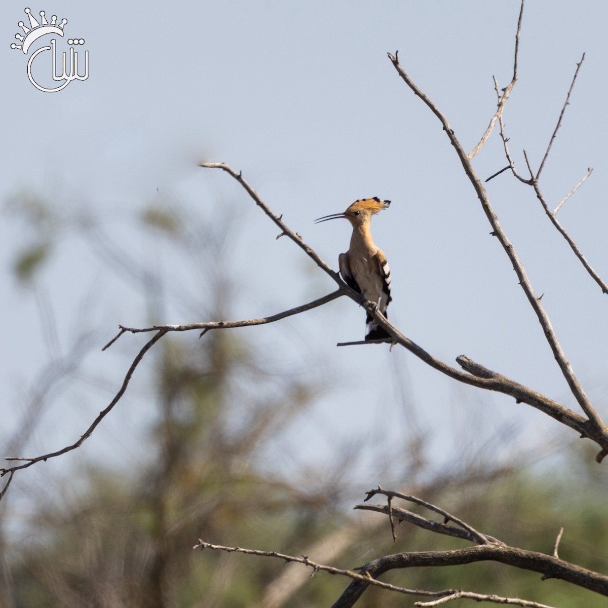 Eurasian Hoopoe - ML622870172