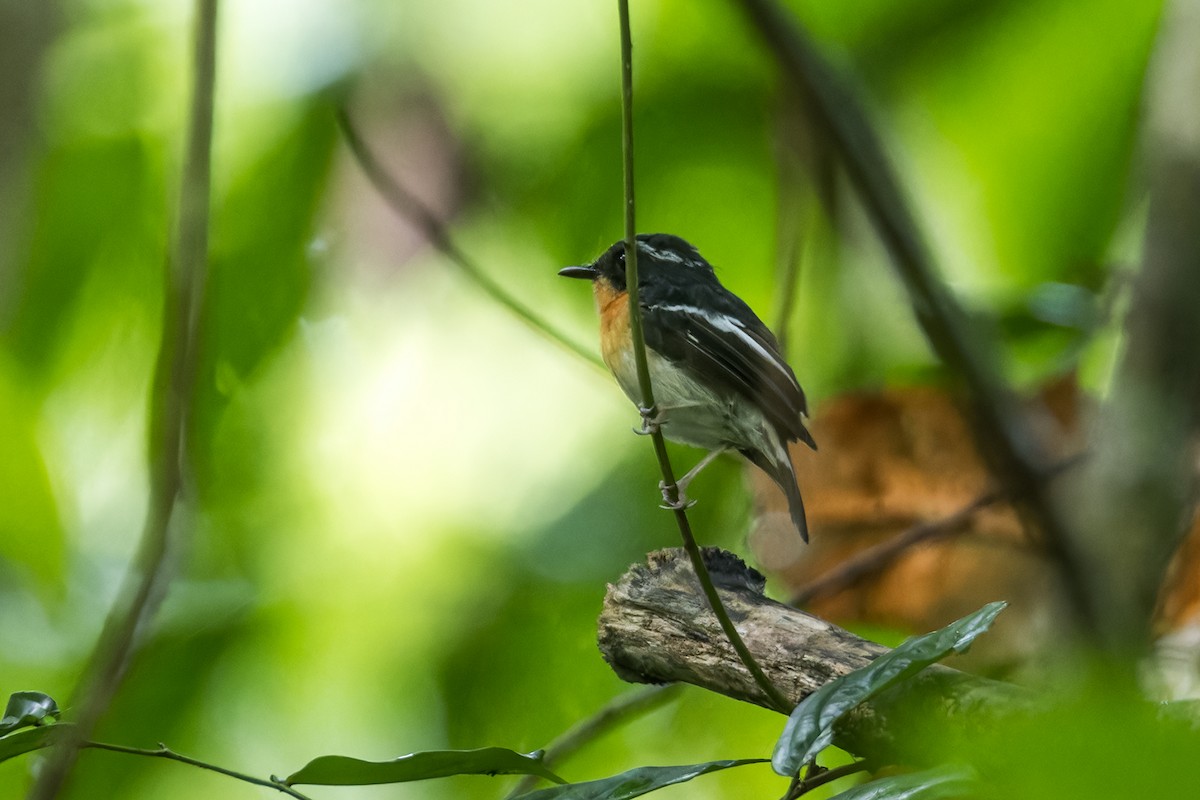 Rufous-chested Flycatcher - ML622870189