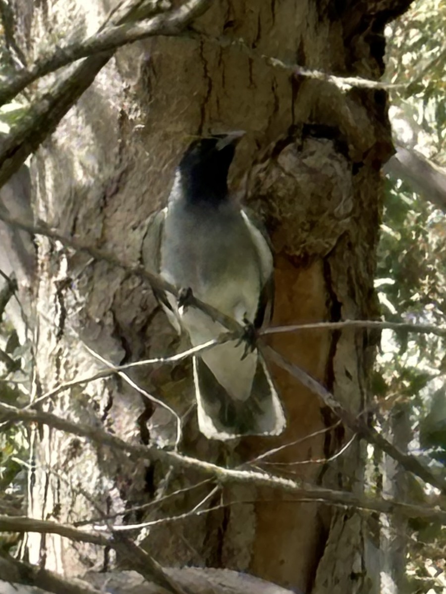 Black-faced Cuckooshrike - ML622870209