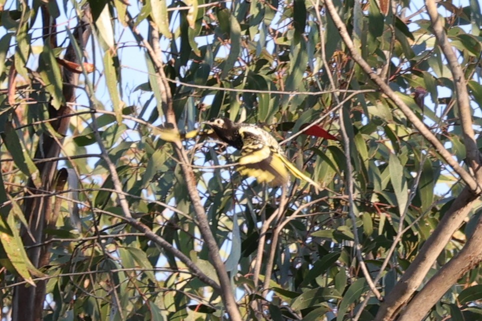 Regent Honeyeater - Kylie-Anne Cramsie