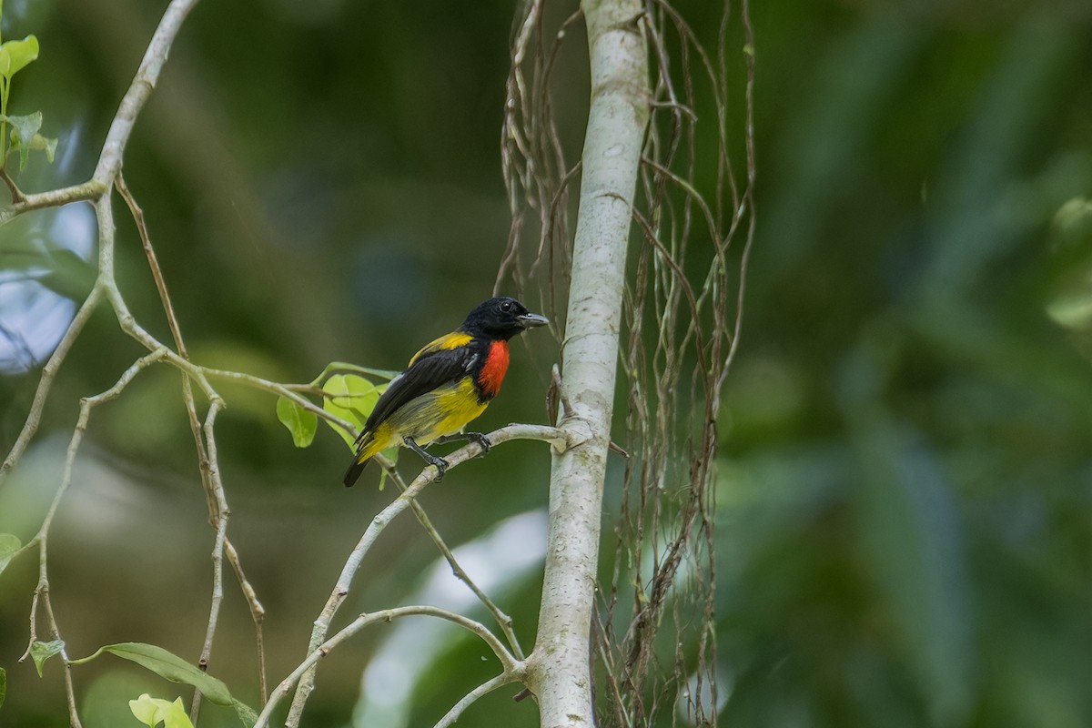 Scarlet-breasted Flowerpecker - ML622870220