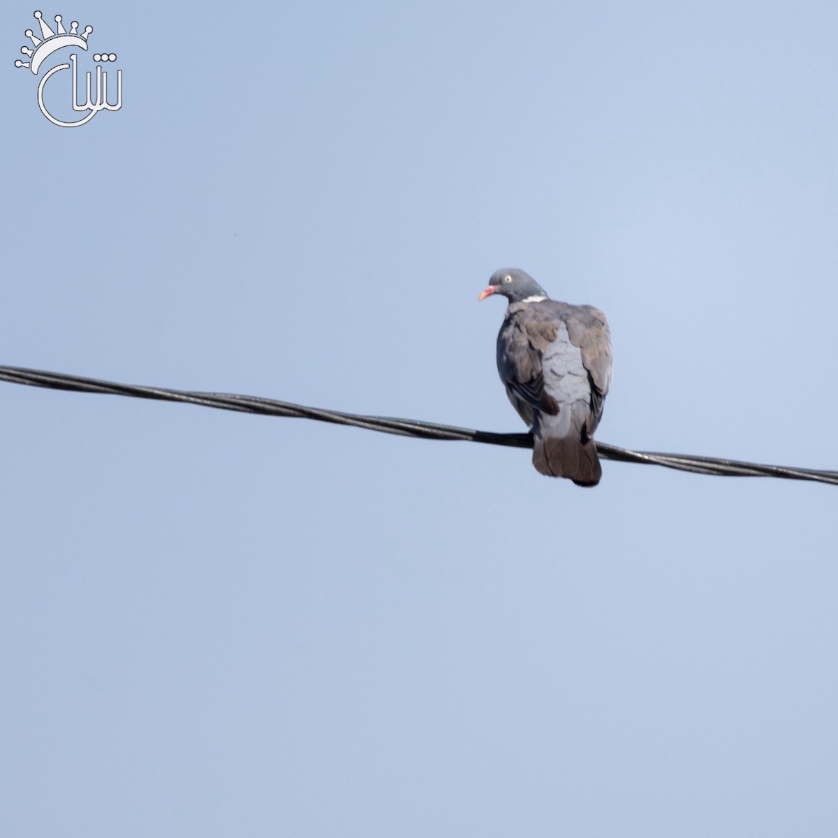 Common Wood-Pigeon - ML622870221
