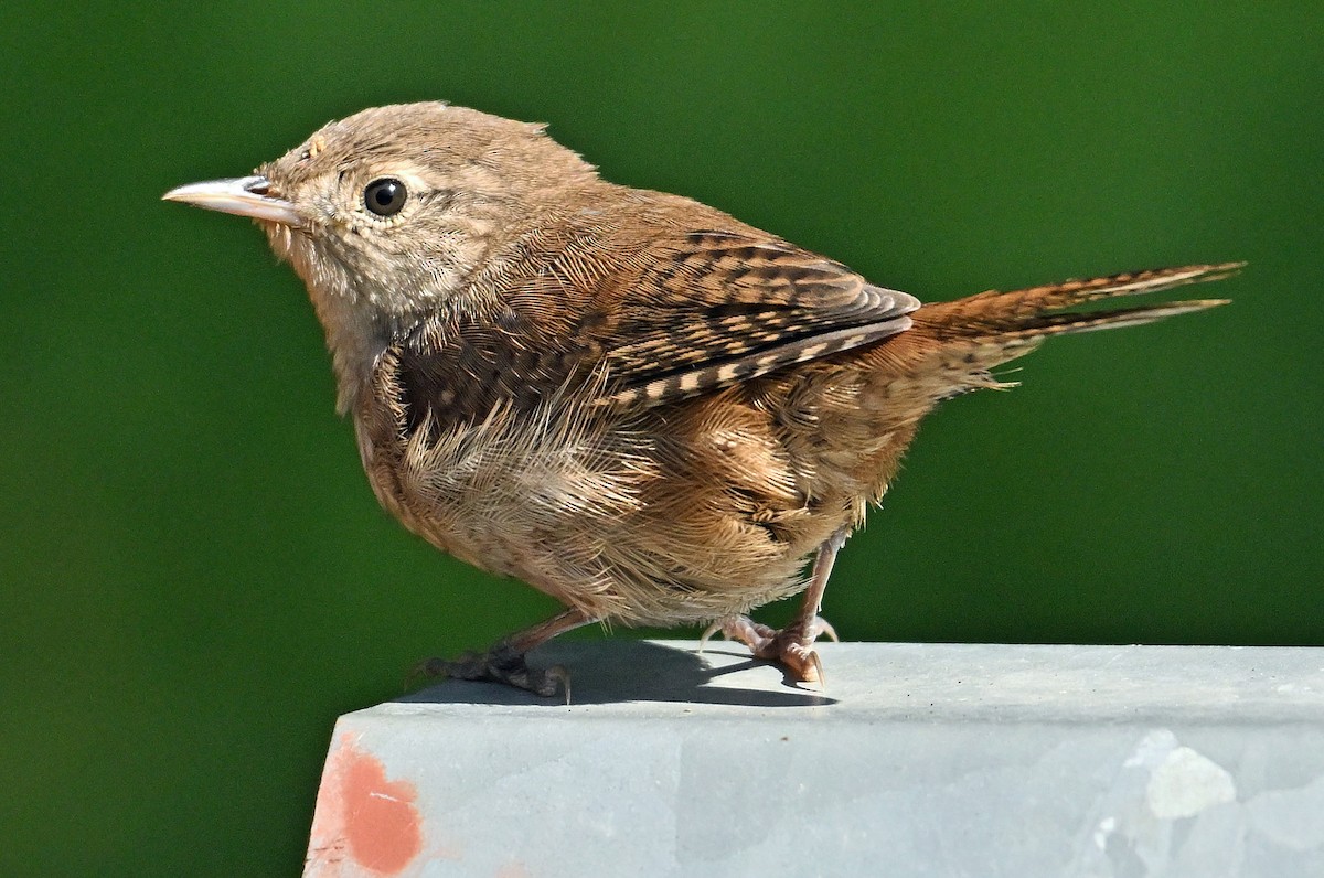 House Wren - Wayne Oakes