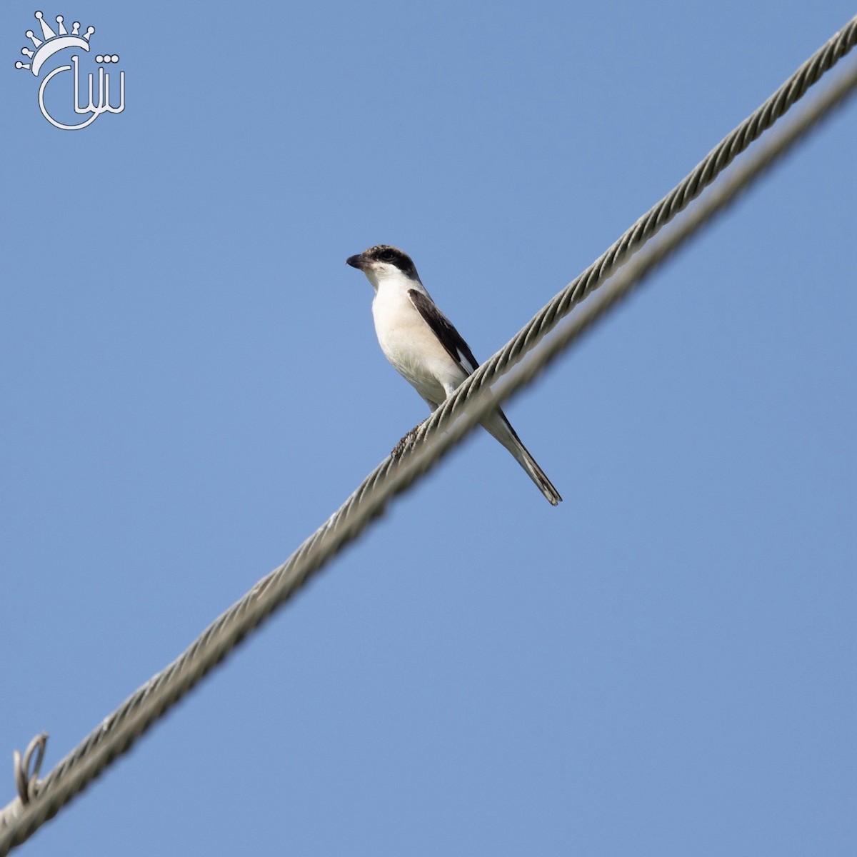 Lesser Gray Shrike - ML622870241