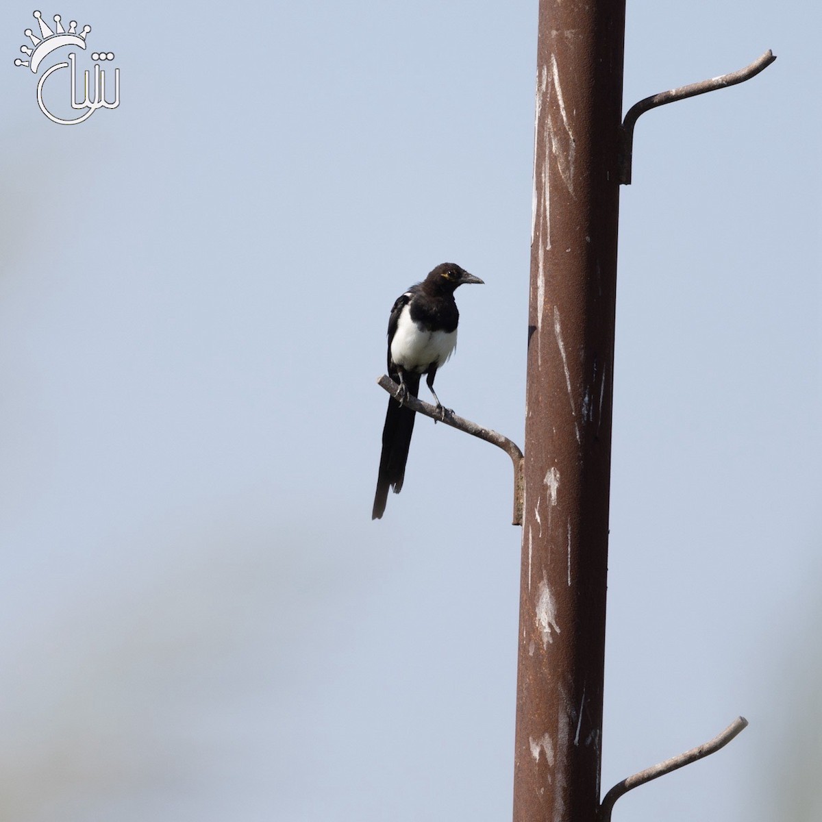 Eurasian Magpie - ML622870247