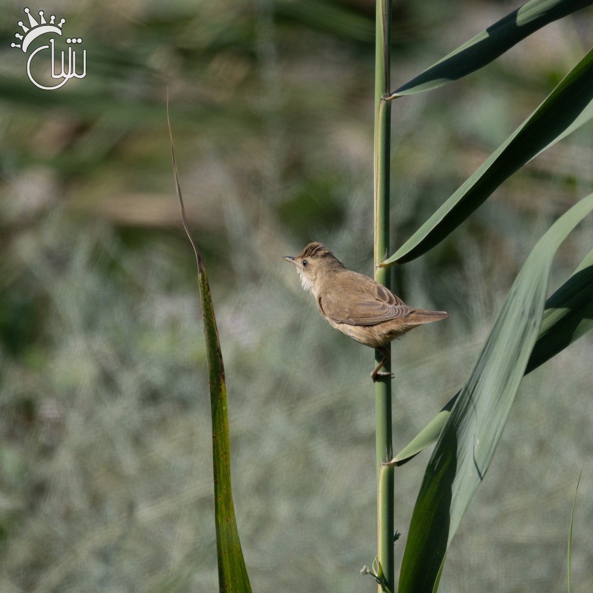 Common Reed Warbler - ML622870260