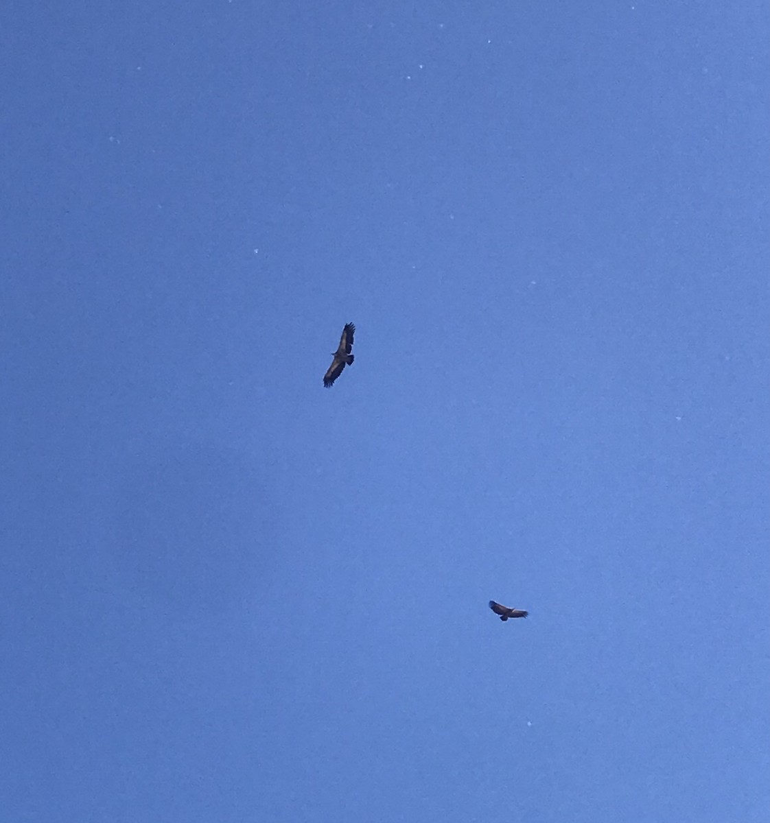 Eurasian Griffon - ML622870282
