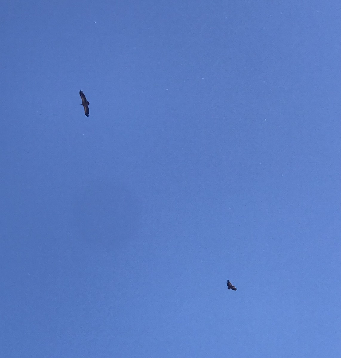 Eurasian Griffon - ML622870283