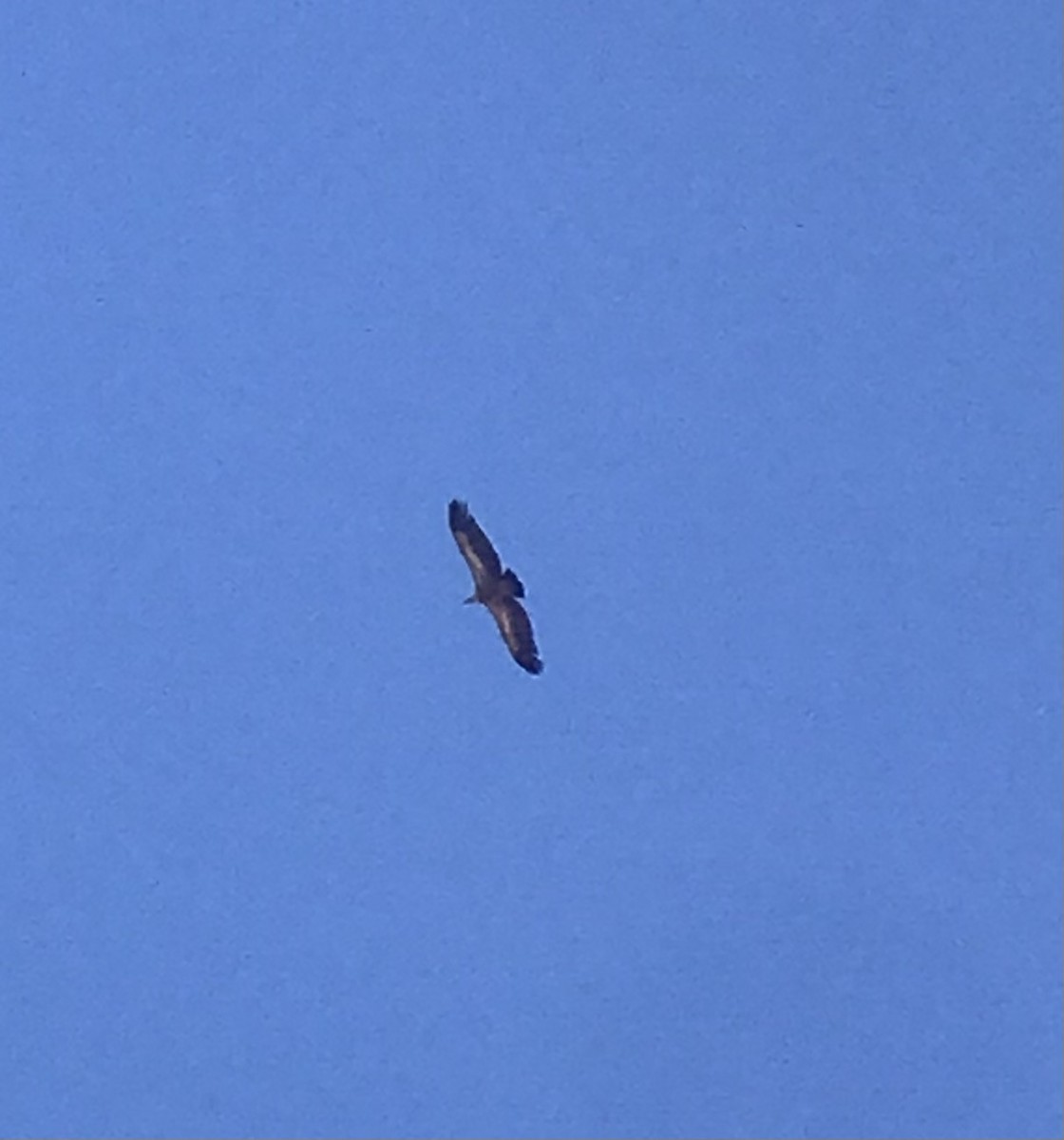 Eurasian Griffon - ML622870284