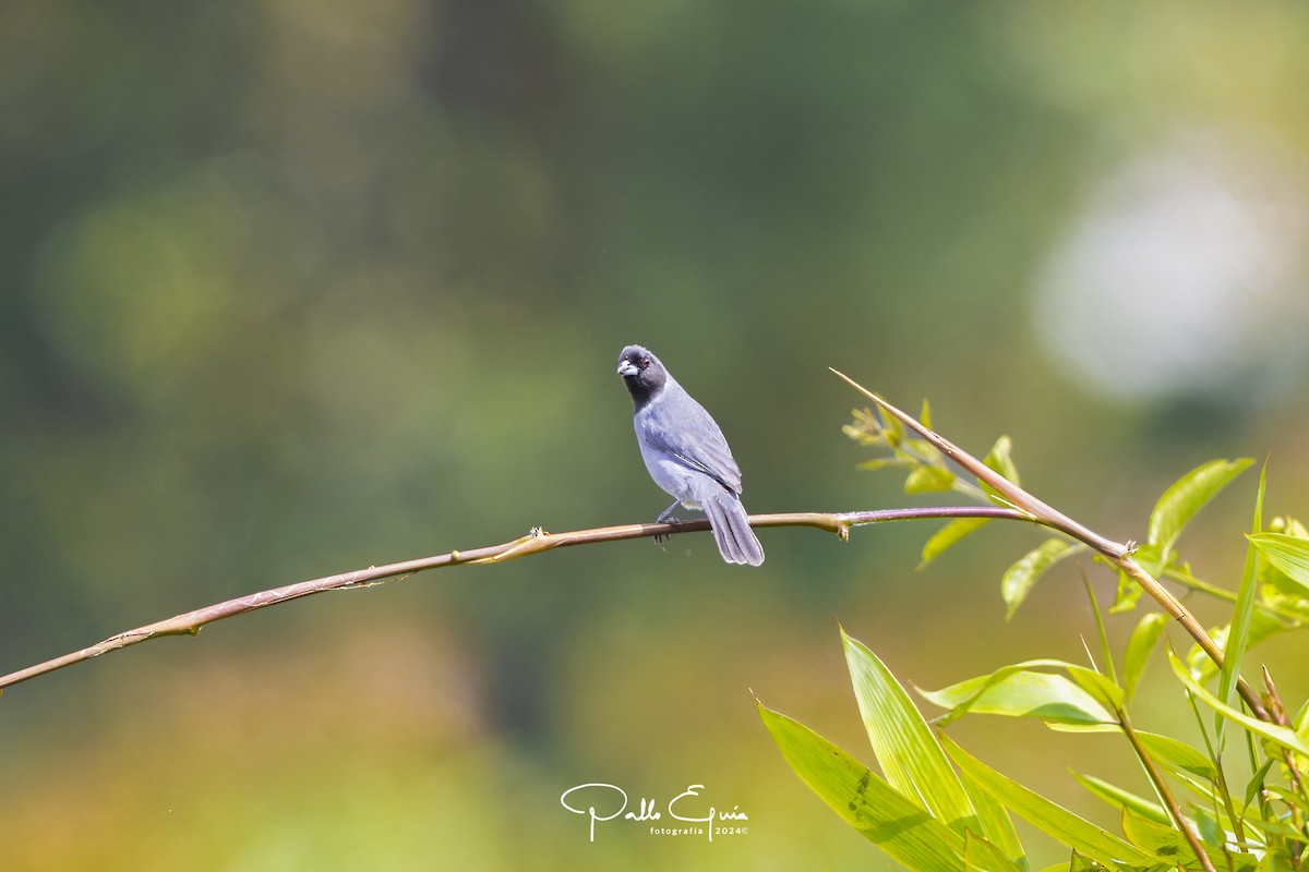 Black-faced Tanager - ML622870298