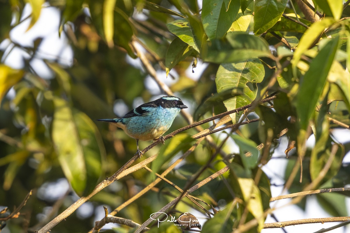 Blue-browed Tanager - ML622870304